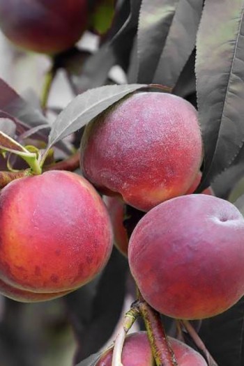 Персик колоновидний ‘Бургунді’|Prunus persica ‘Burgundy’|Персик колоновидный ‘Бургунди’